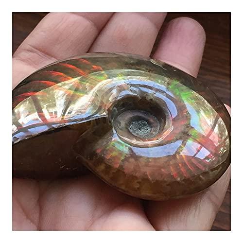 douzu Healing Crystal Madagascar Natural Iridescent Ammonite Ammolite Facet Specimen Mineral Stone Conch Paleontological Snail Fossil Collectible