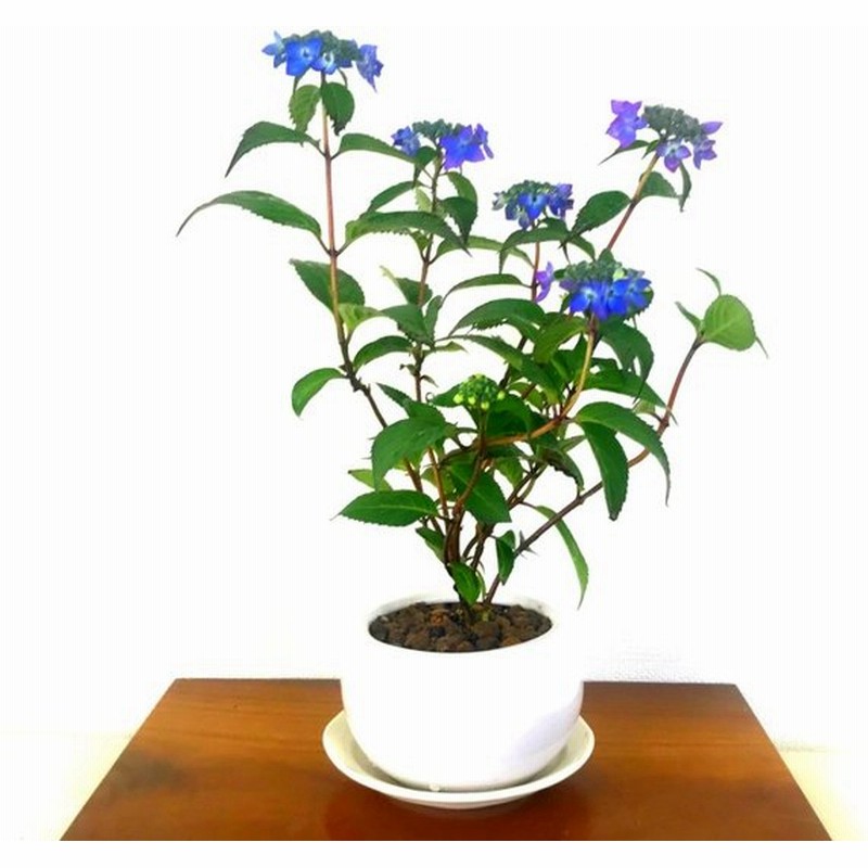 盆栽 紫陽花 アジサイ ミニ観葉 室内 初心者 ギフト プレゼント 令和 ギフト 通販 Lineポイント最大get Lineショッピング