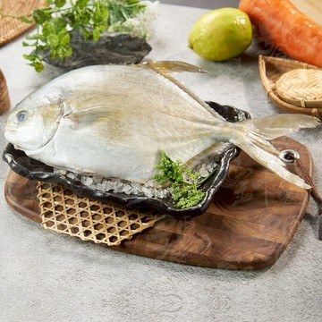 【饕針】黃金鯧 600-700g(凍) 被稱為「紅衫」或「金幣魚」 肉質扎實、多汁、細緻綿密 清蒸、香煎或酥炸都非常美味