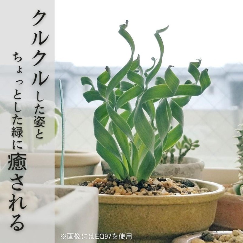 アルブカ コンコルディアナ Albuca Concordiana EQ148 | LINEブランドカタログ