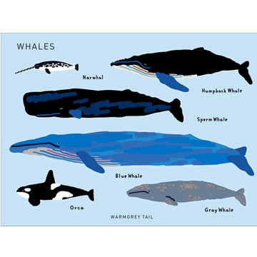 韓國 WARMGREY TAIL 防水貼紙 鯨魚圖鑑