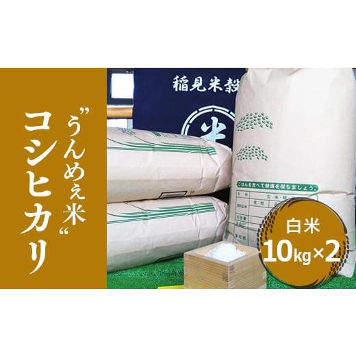 ふるさと納税 栃木県 上三川町 [令和5年度産]栃木県上三川町産コシヒカリ・白米 (10kg×2袋)