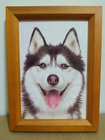 擺設 / 哈士奇 / 色鉛筆畫 / 原稿 / 含框