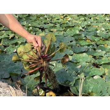 台中員林出發-高雄｜最高折$300｜秋季限定菱角火鍋Ｘ府城國宴小吃Ｘ蔬食百匯吃到飽.泥火山步道.四鯤鯓紅樹林.歐樂沃築夢城堡2日26XGKHHVGL