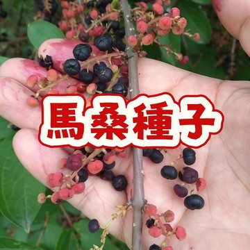 🌟臺灣原生馬桑種子🌟 稀有珍貴，園藝界的新寵！打造獨家綠化景觀，盆栽造景必備！種子飽滿健康，發芽力強！限時優惠價