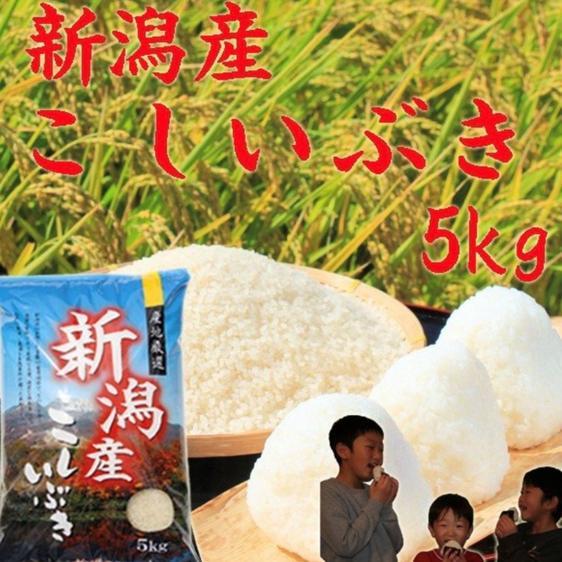 米・穀物 米 精米 新米新潟県産こしいぶき白米5キロ令和5年産プレゼント付き 産地直送