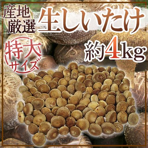 ”特大 ジャンボ生しいたけ” 約4kg 産地厳選 送料無料