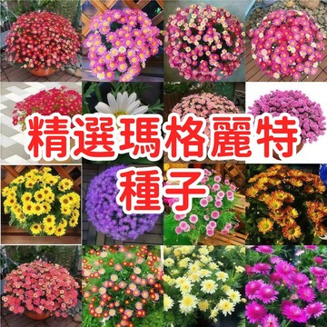 【精選瑪格麗特種子】 木春菊 法蘭西菊 蓬蒿菊 少女花種籽 易栽種 開花機器 陽台盆栽 庭院造景 送禮自用 四季可播