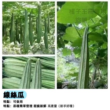 線絲瓜種子（八角絲瓜）瓜絡專用種 長型絲瓜 耐熱品種 家庭菜園 棚架攀藤 瓜類蔬菜 有機種植