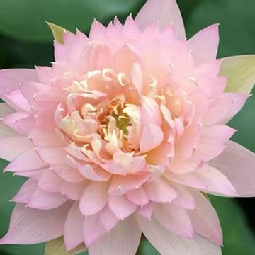✨台灣現貨現發 碗蓮小型荷花種子【校園植物學習單首選】盆栽水生荷花，適合家庭與校園觀察種植