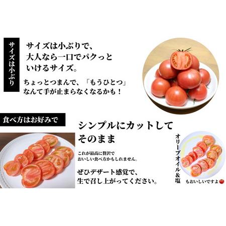 ふるさと納税 珊瑚樹トマト　S特選 約1kg ※2024年春発送＜5月中旬発送＞(トマト フルーツトマト 大人気トマ.. 徳島県小松島市