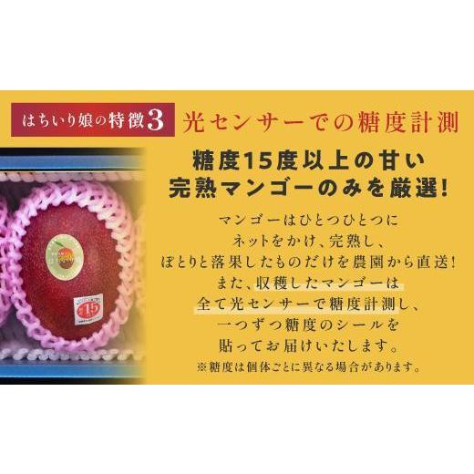 ふるさと納税 鹿児島県 大崎町 マンゴー「鉢入り娘」化粧箱入り