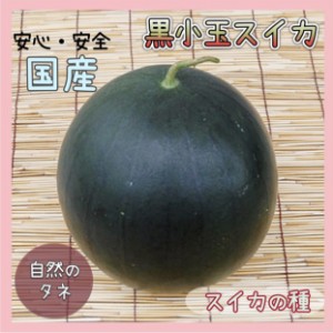 「黒小玉スイカ」スイカの種 化学肥料 農薬不使用で栽培 家庭菜園 種 野菜 果物 フルーツ