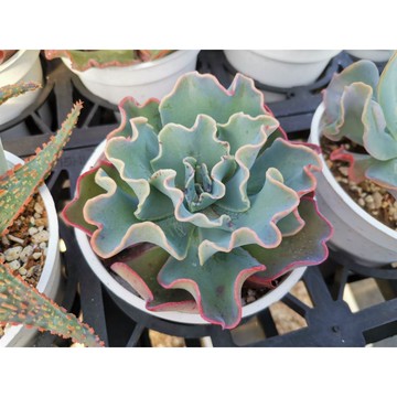 客訂 多肉植物 卷葉 炎帝推薦 舊 蝦皮 購物 Line購物