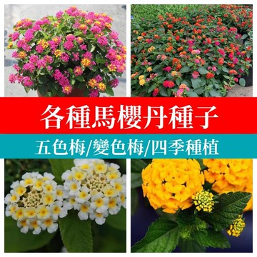 馬櫻丹種子 五色梅 七變花 如意草 變色花種 四季開花 庭院盆栽 陽台綠化 招蜂引蝶 耐旱好種 長效花期 觀賞植物