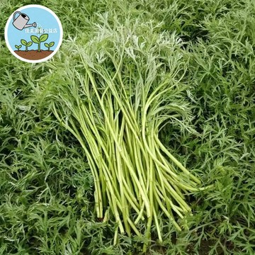 藜蒿種子 蘆蒿種子 超香脆嫩台灣也可種 自家陽台盆栽 現採現吃 火鍋必備 蔬菜種子 季節限定 快速發芽