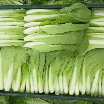 【台灣現貨】美濃長年菜 刈菜 種子 芥菜種子 小葉芥菜 包心芥菜 耐熱耐寒 蔬菜種籽 家庭菜園 陽台盆栽 種植簡單