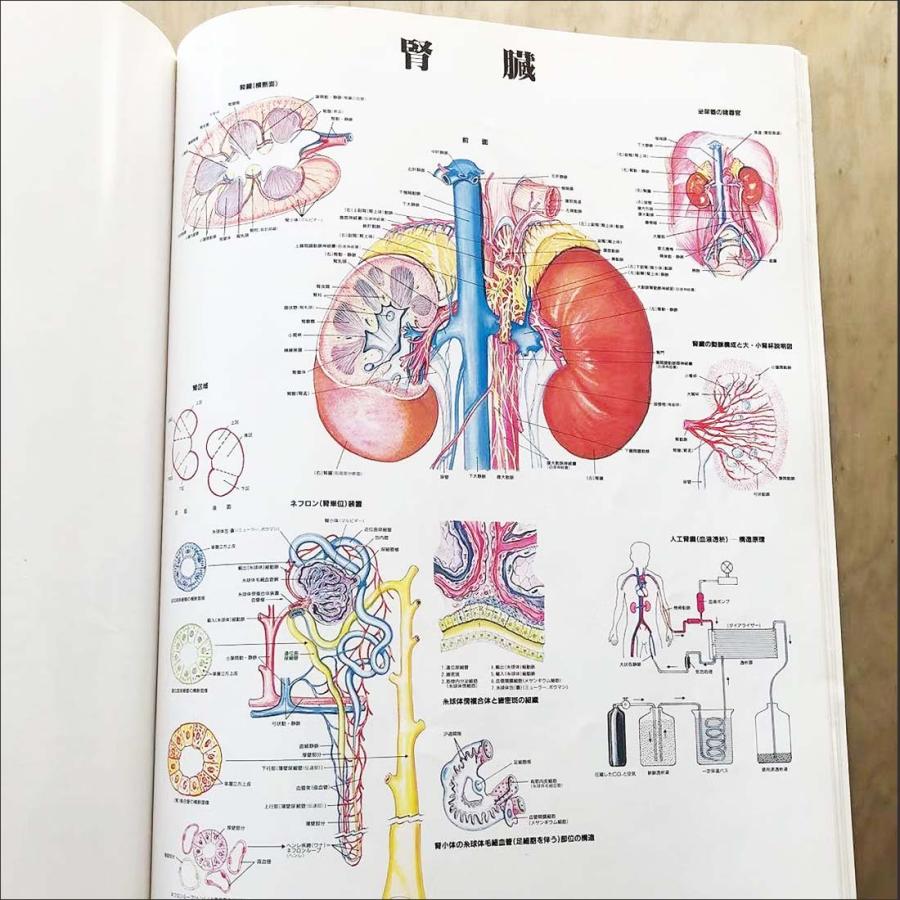 「人体解剖学図譜集」 解剖学図鑑 医学チャート