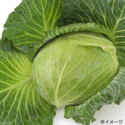 ５袋セット　国産　キャベツ　３０ｇ×５袋