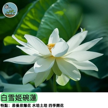 【夢幻逸品】白雪姬碗蓮種子 超稀有白色碗蓮 微型荷花 陽台盆栽 蓮子易發芽 開花潔白高雅 四季可種
