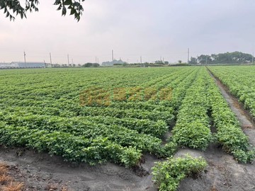 芳苑芳平段田地｜彰化縣芳苑鄉芳林段