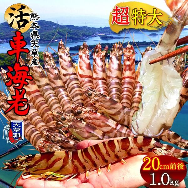 お刺身　活き　おすすめ御歳暮ギフト］　熊本県天草　超特大　車海老　1kg(15-23尾)　2023　高級クルマエビ［お歳暮　LINEショッピング　新えび先行予約】えび　3L