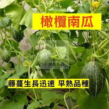 🌱早熟高產（橄欖南瓜種子NG-25）藤蔓生長迅速 早熟品種 金瓜  易生長  高產 抗病抗旱易種植 高產爬藤蔬菜種子