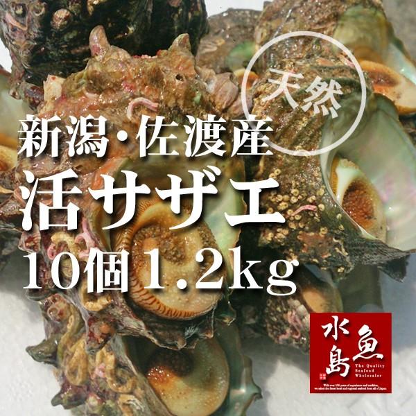 新潟・佐渡産 天然 活サザエ・さざえ 約120g×10個 約1.2kg