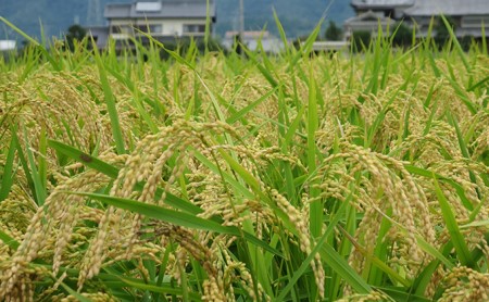 兵庫県福崎町産 ひのひかり 八千種米5kg×6回 精米 ６ヶ月連続お届け 兵庫県認証食品（うるち米）兵庫推奨ブランド