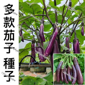現貨現發  限時福利反饋 【茄子種子】（500粒）四季 蔬菜種子 四季易種易活 新手田園庭院蔬菜 發芽率95%