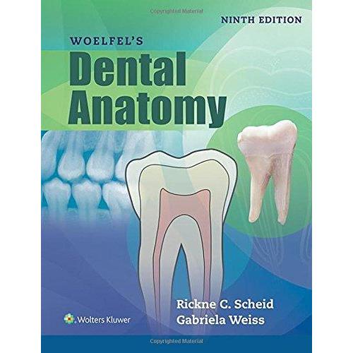 Woelfels Dental Anatomy