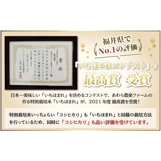 ふるさと納税 福井県 あわら市 《定期便12回》特別栽培米 いっちょらい 無洗米 5kg（計60kg）／ 福井県産 ブランド米 コシヒカリ ご飯 白米 新鮮…