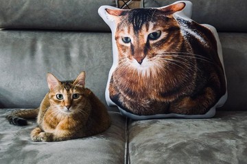 BLR 客製化 寵物抱枕 3天出貨 速速訂製