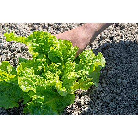 ふるさと納税 佐賀産季節の旬野菜10種類とドレッシング：B016-039 佐賀県佐賀市