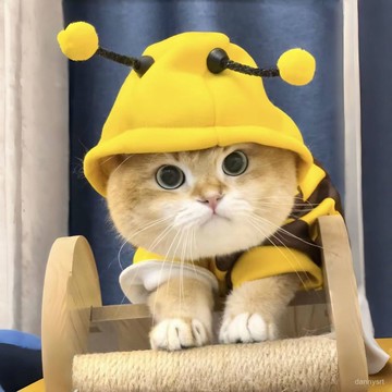 🔥臺灣出貨🔥狗狗衣服春秋季可愛蜜蜂防掉毛泰迪比熊柴犬寵物貓咪冬天帶帽衛衣 YSFQ