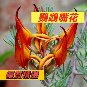 【招財鳥來嘴】鸚鵡嘴花種子｜開花像鸚鵡 吉祥又吸睛｜陽台攀藤 招福綠簾｜耐熱好養 新手易種 現貨限量吉祥物