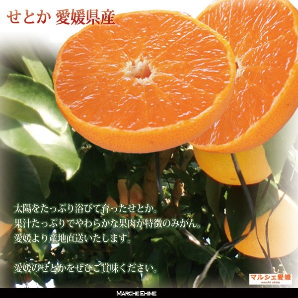 せとか 2kg × 2箱 贈答用 L〜2L ハウス栽培 みかん 箱買い 柑橘 愛媛 一部地域 送料無料