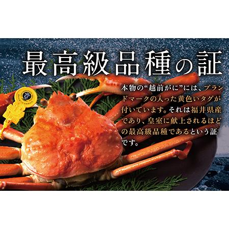 ふるさと納税 越前がに（オス）「ずわいがに」中サイズ（600g〜800g） 1杯 福井県越前市