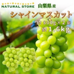  シャインマスカット 約800g ×2房 計1.6kg 山梨県産 マスカットの王様 高糖度 ぶどう 葡萄 フルーツ ギフト 贈り物 通