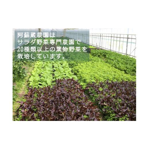 ふるさと納税 熊本県 阿蘇市 サラダ野菜セット〜3〜5品種を毎月お届け〜