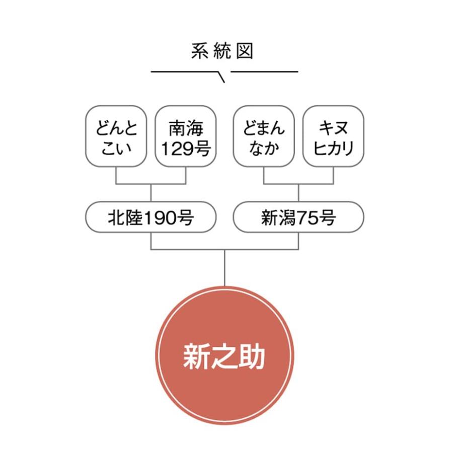 JA北魚沼 新潟県JA北魚沼産 白米 新之助 5kg