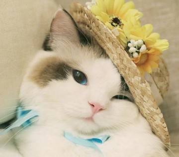 (Test Product) Choco Perfume V42  100g  1個