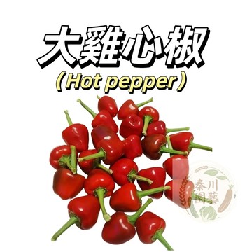 嘉義現貨（大雞心辣椒種子LJ-13 ）（大辣）櫻桃辣椒 小紅果辣椒干吃辣椒盆栽蔬菜種子果菜四季播種