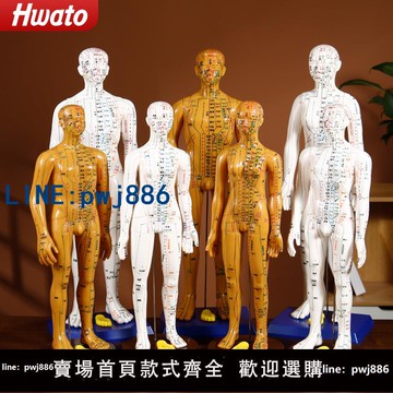 【便宜有好貨】華佗牌人體針灸模型針灸穴位小銅人體經絡練習教具模型彩色小人偶