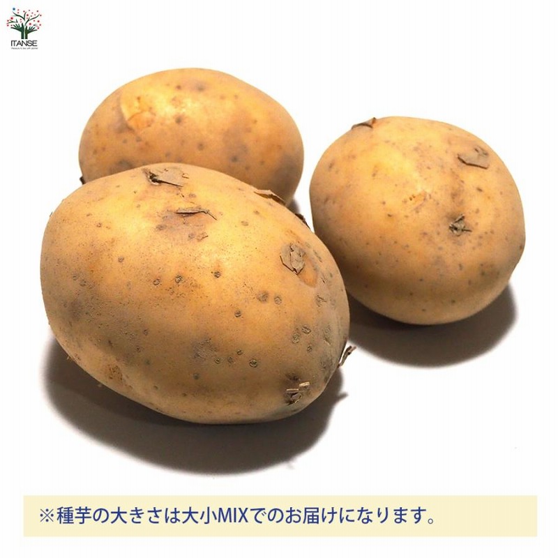 10kgの通販 フラワー・ガーデニング 秋ジャガイモ種芋 デジマ 10キロ