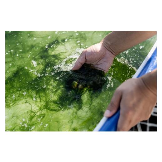ふるさと納税 愛媛県 西予市 打ち抜き海水で育てた「すじ青のり」　粉末３ｇ×６パック　原藻３ｇ×６パック