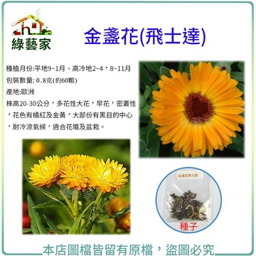 H12.飛士達金盞花(株高20-30公分)種子0.8克(約60顆)(花卉種子)花卉 花類種子【綠藝家】