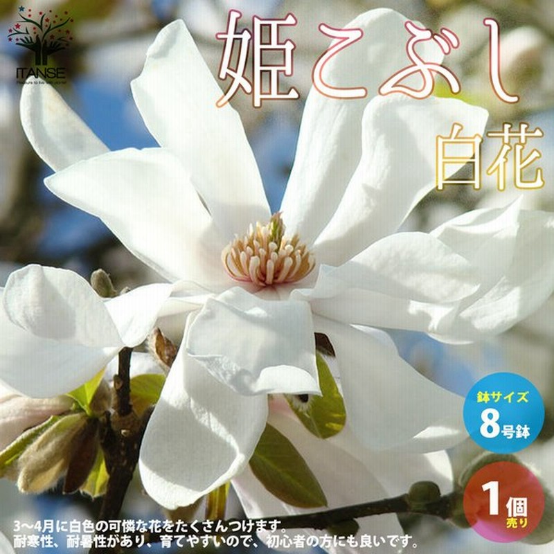 姫コブシ 白花 庭木 8号鉢 1個売り 庭木 植木 花木 観賞用 新生活 プレゼント 贈答 送料無料 通販 Lineポイント最大0 5 Get Lineショッピング
