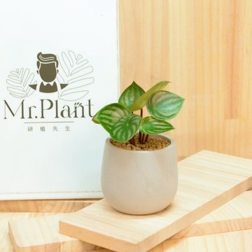 【拈花x研植】小西瓜（西瓜皮椒草）│3.5吋水泥盆│窗邊植物│新手植物│淨化空氣│招財植物│觀葉植物│質感盆栽