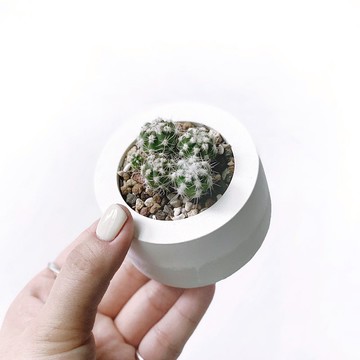 白灰漸層系列 | 短毛丸多頭 小圓形漸層水泥仙人掌植栽